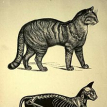 Syunichi